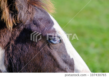 Blue-eyed zig. Side portrait of a horse. Blue eyes are rare for a horse. A young horse in a private mini zoo, blue-eyed. Blue-eyed zig. Side portrait of a horse. Blue eyes are rare for a horse. A young horse in a private mini zoo, blue-eyed. 107430765