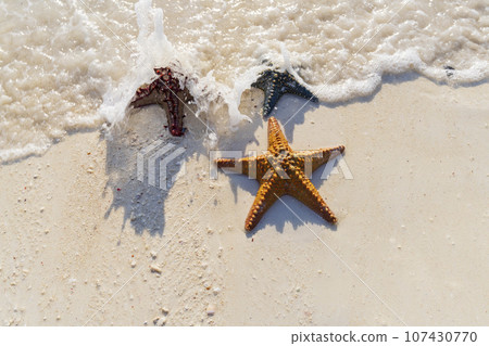 Beautiful three starfish on shore at sunny day 107430770