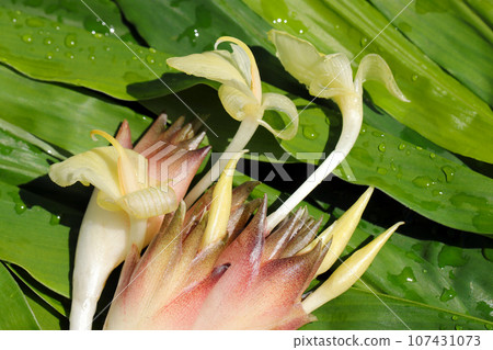 Fresh buds and flowers of Japanese ginger after harvest (Japanese ginger leaf background, macro lens, natural light close-up photo) 107431073
