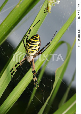 一隻肥胖的雌性長尾蜘蛛(微距鏡頭,自然光,特寫照片) 一隻肥胖的雌性長尾蜘蛛(微距鏡頭,自然光,特寫照片) 107431076