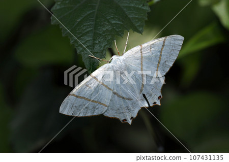 An adult white swallow with beautiful golden lines (macro lens, strobe + natural light, close-up photo) 107431135