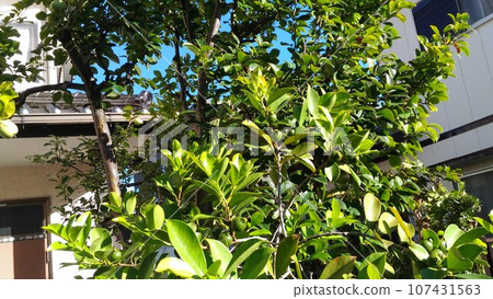 Immature green fruit of Tropila fruit guava that is almost ripe. Immature green fruit of Tropila fruit guava that is almost ripe. 107431563
