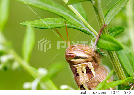 Charming locust peeking out from the grass (macro lens, natural light, close-up photo) 107431580