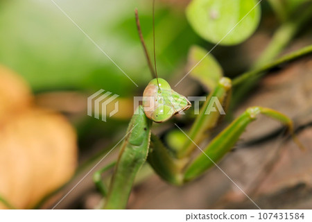 巨型螳螂尋找獵物(微距鏡頭、室外自然光、特寫照片) 巨型螳螂尋找獵物(微距鏡頭、室外自然光、特寫照片) 107431584