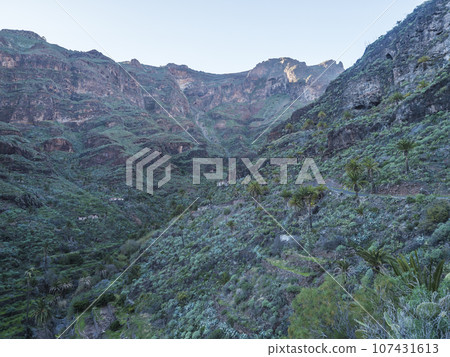 Scenic landscape at hiking trail through Barranco de Guarimiar Gorge. Green mountain canyon slopes with palm trees and succulent vegetation. La Gomera, Canary Islands, Spain, Europe. 107431613