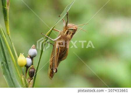 Patanga japonica perching on Juzudama Patanga japonica perching on Juzudama 107431661
