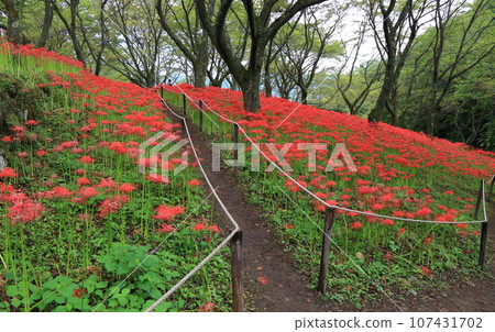 Higanba in full bloom 107431702