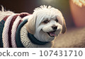 Laughing Maltese wearing a sweater 107431710