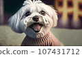 Laughing Maltese wearing a sweater 107431712