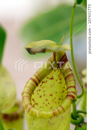 The striped nepenthes insect trap entrance (using a macro lens, strobe + natural light, close-up photo) The striped nepenthes insect trap entrance (using a macro lens, strobe + natural light, close-up photo) 107431773