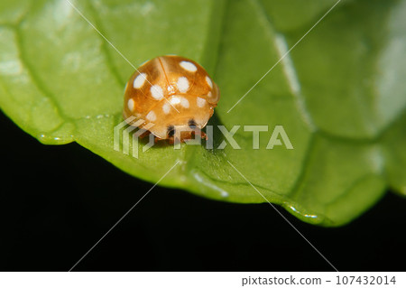 Moore white otter tentou Moore white otter tentou 107432014