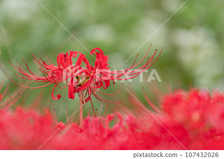 Higanki flowers and buckwheat flowers 107432026