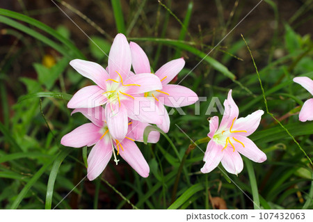 粉紅色的藏紅花花（微距鏡頭，自然光，特寫照片） 107432063