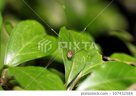 Moegi beetle on a large dark green leaf (macro lens used, strobe + natural light, close-up photo) 107432084