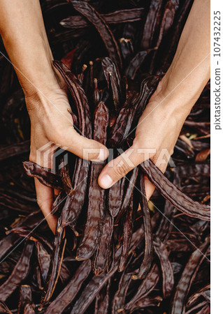 with a bunch of ripe carob beans in his hands with a bunch of ripe carob beans in his hands 107432225
