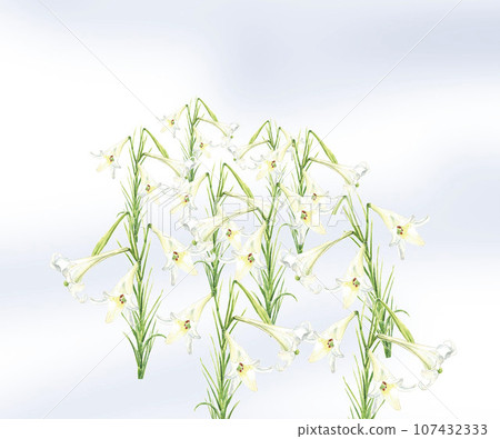 White lilies blooming against the blue sky painted in watercolor with copy space 107432333