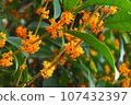 Osmanthus 107432397