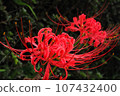 Cluster amaryllis 107432400