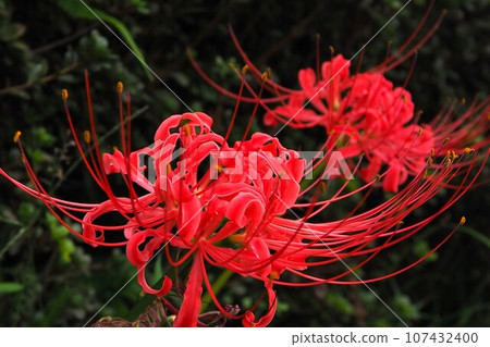 Cluster amaryllis Cluster amaryllis 107432400