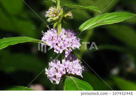 鯖魚(日本黑客)鮮花 鯖魚(日本黑客)鮮花 107432448
