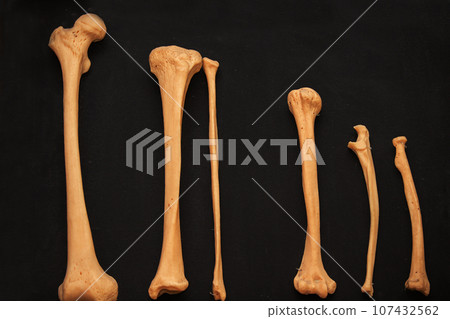 Bones of the human skeleton close-up on a black background as a teaching medical material for students. 107432562
