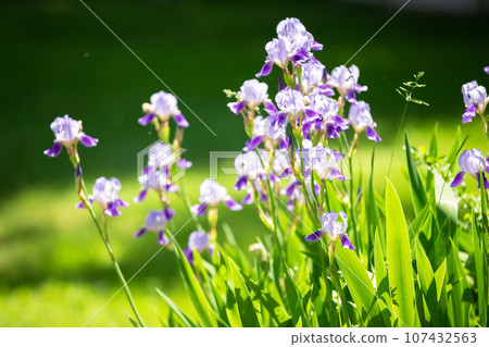 Purple flowers irises on a green summer background. 107432563