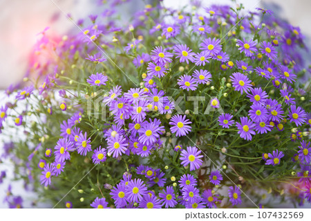 Bouquet of purple chrysanthemums close-up.Flower background. Bouquet of purple chrysanthemums close-up.Flower background. 107432569