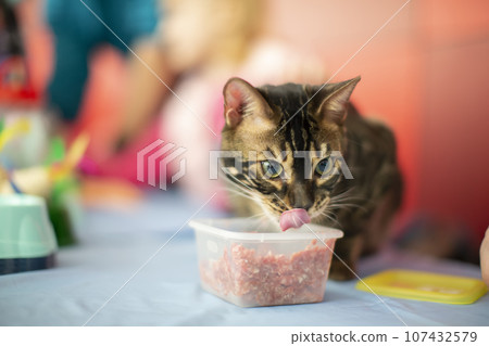 Bengal cat eats minced meat from a bowl. Bengal cat eats minced meat from a bowl. 107432579