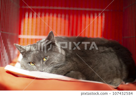 A cute gray cat with sly green eyes lies in a carrier and looks at the camera. A cute gray cat with sly green eyes lies in a carrier and looks at the camera. 107432584