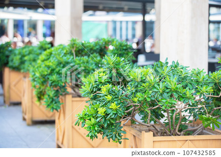 Plant Pittosporum Tobira in the flowerbeds of the southern city. Plant Pittosporum Tobira in the flowerbeds of the southern city. 107432585