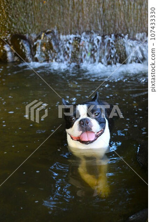 Mighty the Boston Terrier looks cute in the Miyako Ikugawa River in Tokigawa Town ♡ Mighty the Boston Terrier looks cute in the Miyako Ikugawa River in Tokigawa Town ♡ 107433330