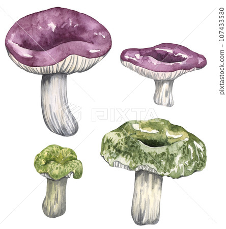 Watercolor edible mushrooms set, isolated on white background. Autumn foraging illustration. 107433580