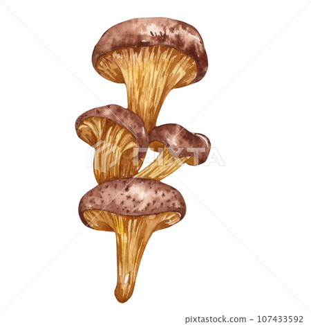 Watercolor edible mushrooms set, isolated on white background. Autumn foraging illustration. Watercolor edible mushrooms set, isolated on white background. Autumn foraging illustration. 107433592