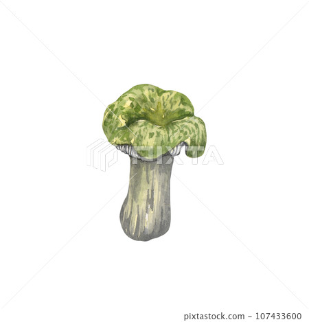Watercolor edible mushrooms set, isolated on white background. Autumn foraging illustration. Watercolor edible mushrooms set, isolated on white background. Autumn foraging illustration. 107433600