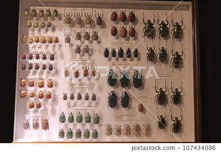 Insect specimen 107434086