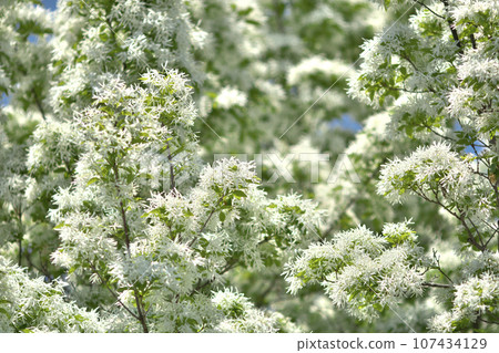 White flowers of Nanjamonja in full bloom 107434129