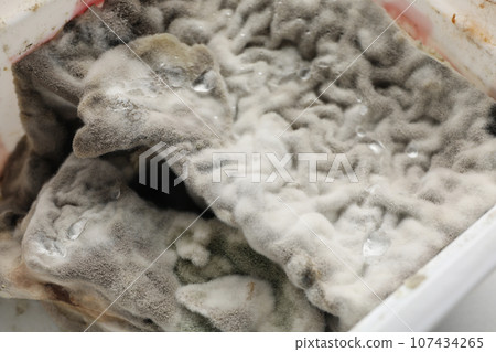 Mold, fungus on food close-up, dangerous to health. Mold, fungus on food close-up, dangerous to health. 107434265