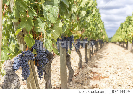Typical vineyards near Pomerol, Aquitaine, France 107434409