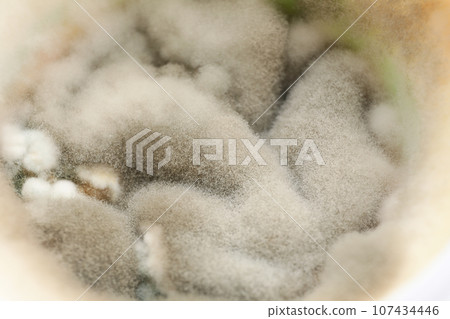 Mold, fungus on food close-up, dangerous to health. 107434446