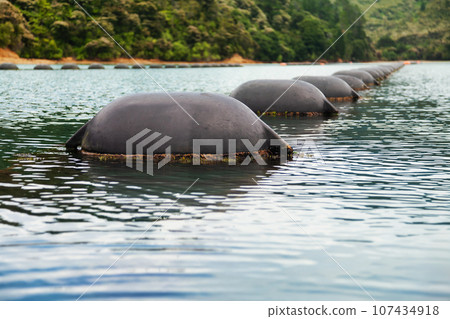 Shellfish Farm at Marlborough Sounds  South Island of New Zealand 107434918