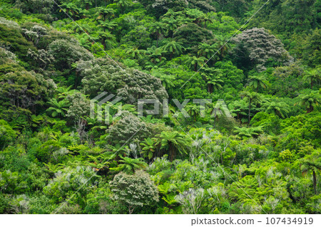 Temperate rainforest natural background 107434919