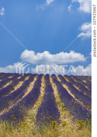 Lavender field near Montbrun les Bains and Sault, Provence, France 107435667