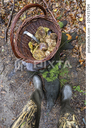 Traditional mushroom picking in forests of Czech Republic Traditional mushroom picking in forests of Czech Republic 107435704