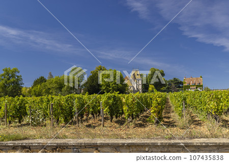 Typical vineyards near Aloxe-Corton, Cote de Nuits, Burgundy, France 107435838