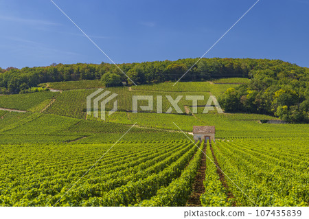 Typical vineyards near Clos de Vougeot, Cote de Nuits, Burgundy, France 107435839