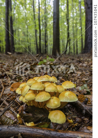 Mushrooms in the autumn forest, White Carpathians, Southern Moravia, Czech Republic 107435841