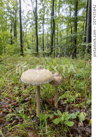 High Bedle (Macrolepiota procera) in the autumn forest, White Carpathians, Southern Moravia, Czech Republic High Bedle (Macrolepiota procera) in the autumn forest, White Carpathians, Southern Moravia, Czech Republic 107435842