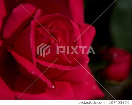 「亞歷克斯紅」是一種玫瑰花，在秋季玫瑰季節的十月開花。 107435864