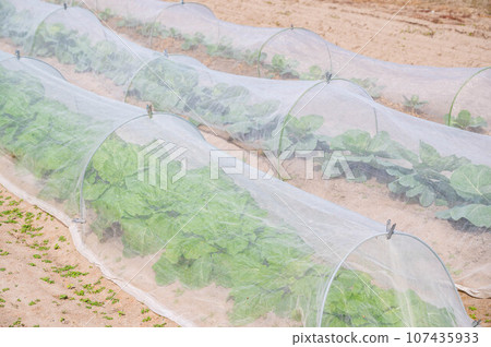 與昆蟲網的菜領域 與昆蟲網的菜領域 107435933