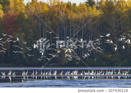 White heron, (Ardea alba, Egretta alba), autumn landscape in Trebonsko region, Southern Bohemia, Czech Republic 107436128